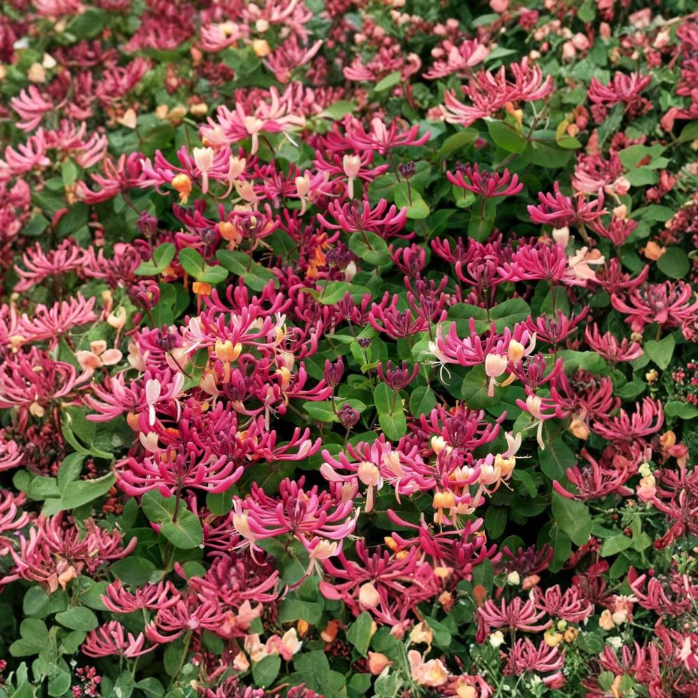 Peaches & Cream Honeysuckle – Lonicera periclymenum Live Rooted Starter Vine | Fragrant Climbing Plant | Hummingbird Favorite | Ships No Pot