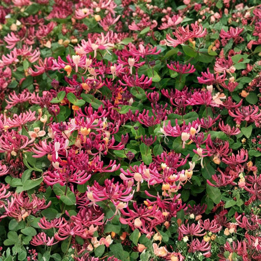 Peaches & Cream Honeysuckle – Lonicera periclymenum Live Rooted Starter Vine | Fragrant Climbing Plant | Hummingbird Favorite | Ships No Pot
