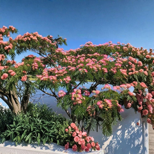 Pink Mimosa Tree – Albizia julibrissin Live Bare Root Sapling | 6+ Inches Tall | Silk Tree | Fast Growing Ornamental