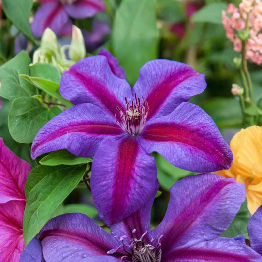 Clematis 'Mrs. N. Thompson' – Live Rooted Vine Plant | Quart Nursery Pot | Purple Flowering Climber | Easy to Grow
