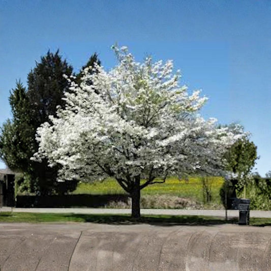 White Dogwood Tree – Cornus florida Live Bare Root Starter | 12–24 Inches Tall | Native Flowering Tree | Easy to Grow