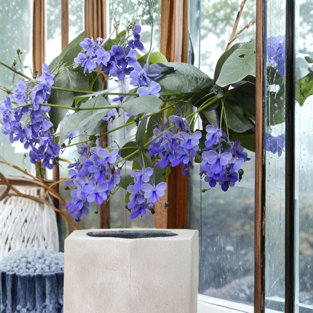 Blue Butterfly Bush Live Starter Plant – Clerodendrum ugandense Bare Root | Blue Wings Flowering Plant | Fast Growing Tropical Shrub | Easy to Grow
