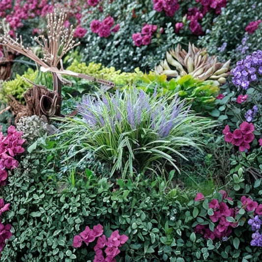 Variegated Monkey Grass – Liriope muscari 'Variegata' 10 Bare Live Roots | Evergreen Ground Cover | Landscape Border Plant | Easy to Grow