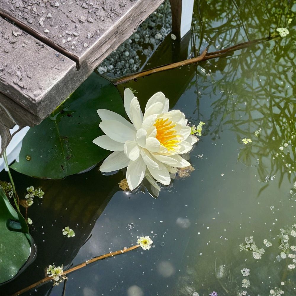 White Water Lily – Nymphaea Live Bare Root Tuber | 1–2 Inch Hardy Pond Plant | Aquatic Perennial | Easy to Grow