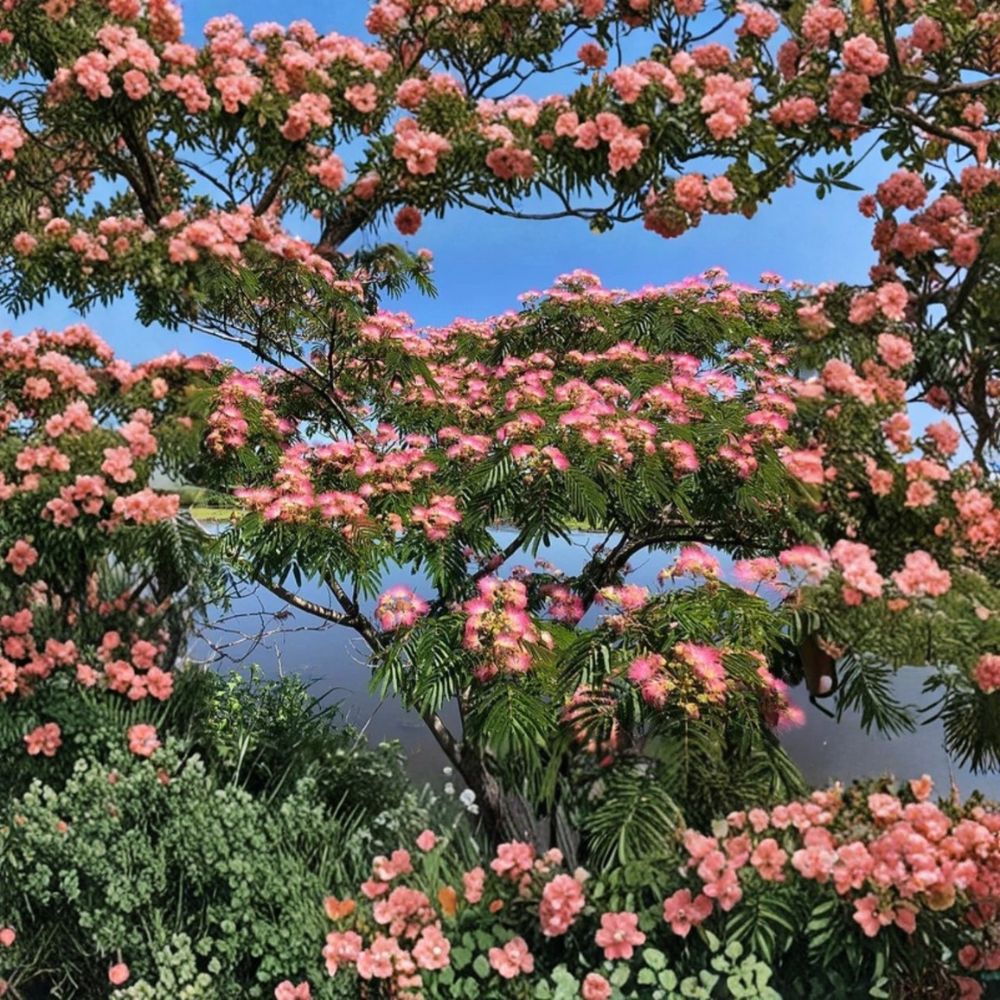 Pink Mimosa Tree – Albizia julibrissin Live Bare Root Sapling | 6+ Inches Tall | Silk Tree | Fast Growing Ornamental