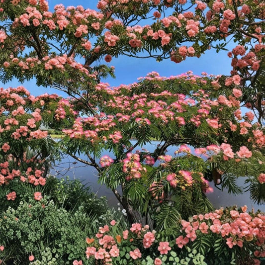 Pink Mimosa Tree – Albizia julibrissin Live Bare Root Sapling | 6+ Inches Tall | Silk Tree | Fast Growing Ornamental