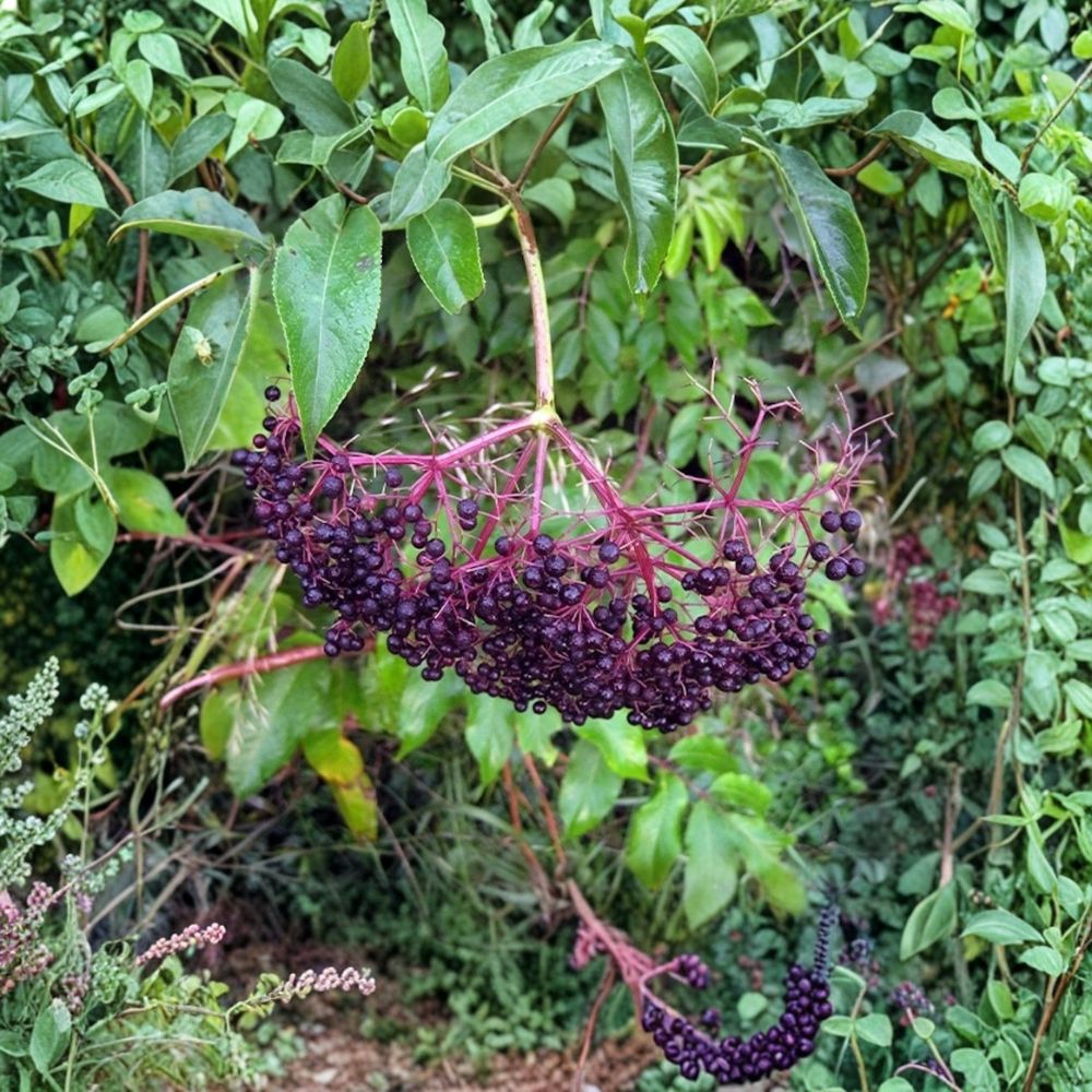 American Elderberry – Sambucus canadensis 5 Bare Root Starter Shrubs | 12–24 Inches Tall | Native Edible Berry Plant | Easy to Grow