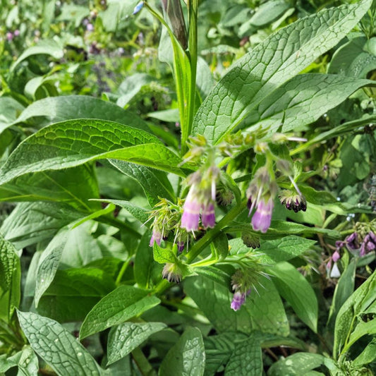 Russian Bocking 14 Comfrey Root Crown Cutting – Symphytum × uplandicum Live Root | Sterile Perennial Herb | Dynamic Accumulator | Easy to Grow