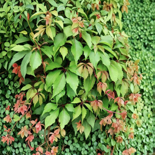 Virginia Creeper – Parthenocissus quinquefolia 10 Bare Live Roots | Native Climbing Vine | Fast Growing Ground Cover | Easy to Grow