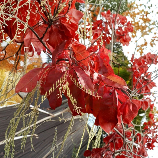 Sourwood Tree – Oxydendrum arboreum Live Starter Plant | 10–14 Inches Tall | Includes Quart Pot | Native Ornamental Tree