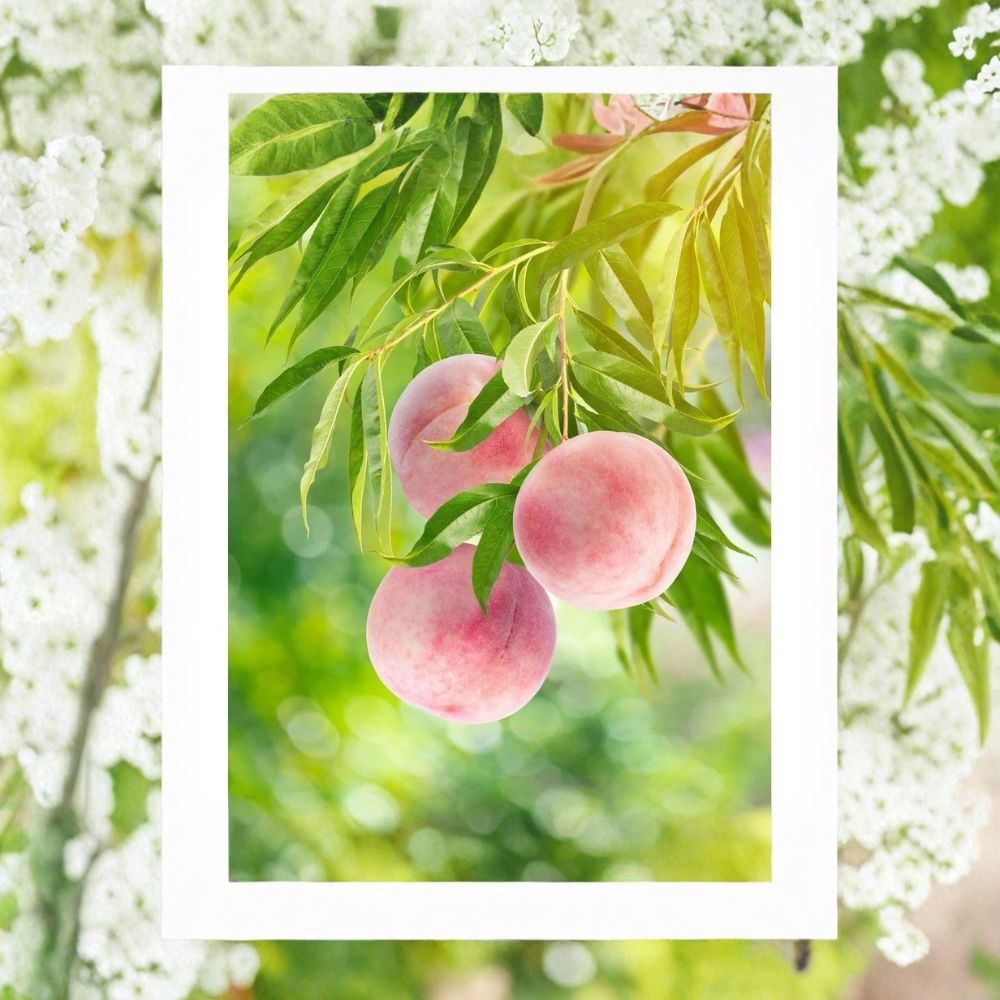 Snow Queen White Nectarine Tree – Prunus persica Live Bare Root Tree | 3–4 Feet Tall | Self-Pollinating Fruit Tree | Easy to Grow