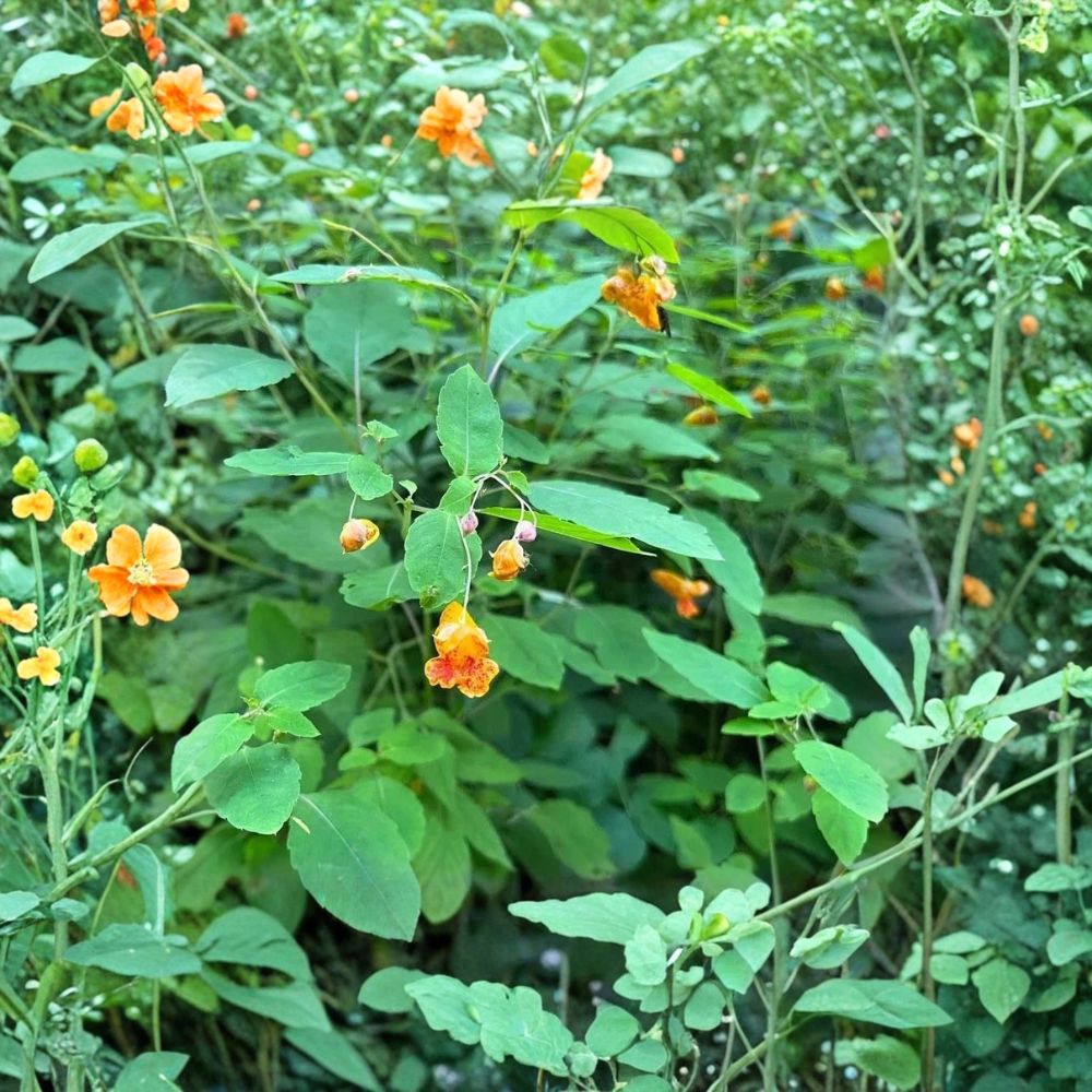 Jewelweed – Impatiens capensis 30 Bare Live Roots | Native Wildflower for Transplant | Orange Blooming Medicinal Plant | Shade Garden Favorite