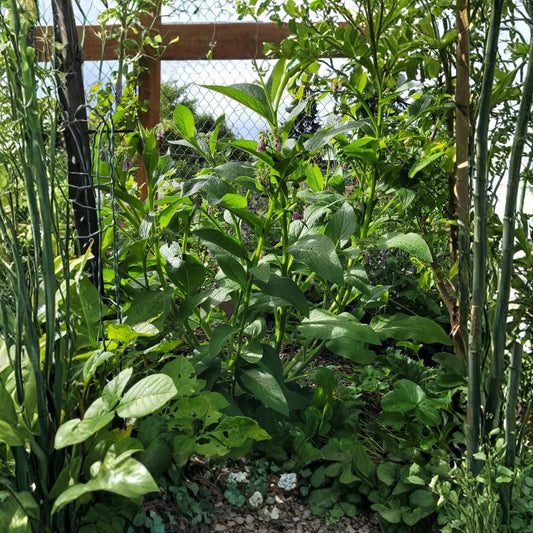 Russian Comfrey Bocking 14 – Symphytum × uplandicum Live Root Crown Cutting | 2–4 Inch Crown | Sterile Perennial | Dynamic Accumulator | Easy to Grow