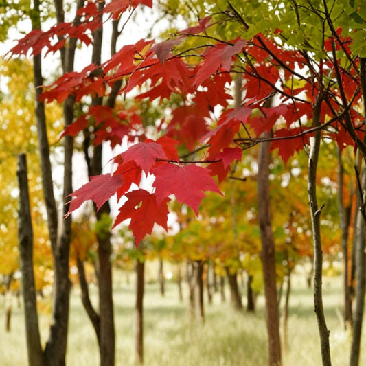 Red Maple Tree – Acer rubrum Bare Root Live Starter | 12–24 Inches Tall | Native Shade Tree | Fast Growing Landscape Tree