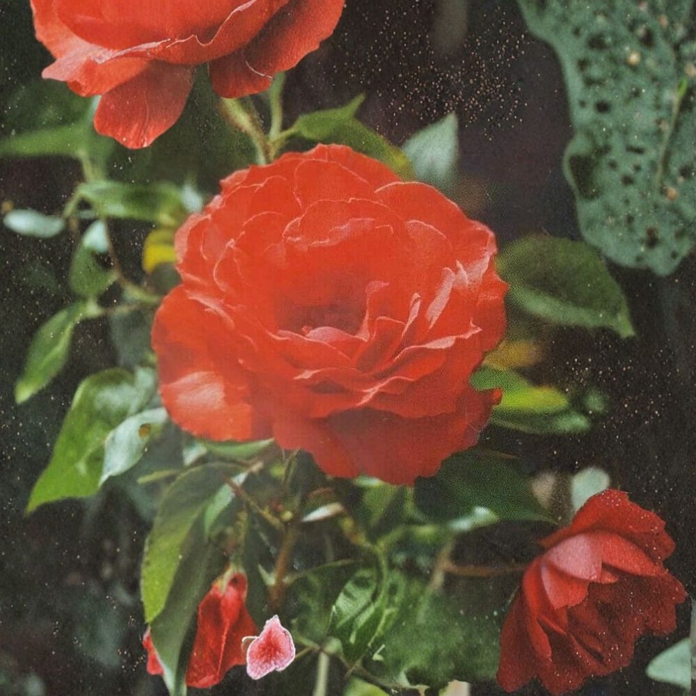 Impatient Floribunda Rose – Orange Red Live Bush Plant | 2 Gallon Size | Floribunda Shrub Rose | Vibrant Blooms for Garden Landscapes | Easy Care Flowering Plant