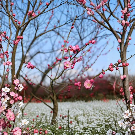 Mokel Japanese Flowering Apricot Tree – Prunus mume Live Bare Root | 30 Inches Tall | Pink Ume Plum Tree | Edible Fruit & Ornamental Garden Tree | Cold Hardy Starter Plant