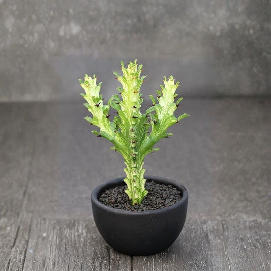 Variegated Dragon Bone Cactus – Euphorbia lactea Live Bare Root Succulent | Architectural Ornamental Plant | Easy Care Indoor & Outdoor