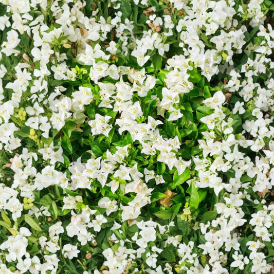 White Bougainvillea Live Plant – Bougainvillea | 4 Inch Pot | Tropical Flowering Vine | White Bracts | Drought Tolerant | Patio & Garden