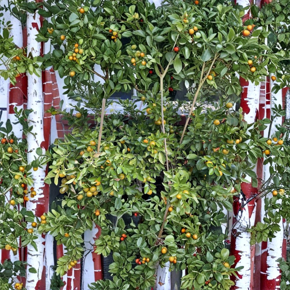 Calamansi Tree – Calamondin Citrus Live Plant | 2–3 Inch Rooted Starter | Indoor Outdoor Fruit Tree | Everbearing Citrus | No Pot