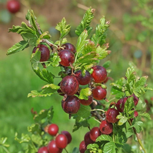 Jeanne Gooseberry – Live Rooted Plant | Sweet Red Gooseberry Shrub | Self-Pollinating Berry Plant | Zones 3–7