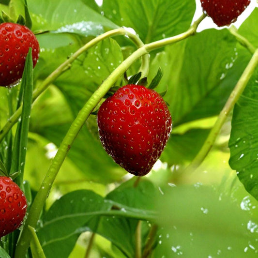 Sweet Everbearing Strawberry – Live Starter Plant | Fragaria × ananassa | Organic Grown | Continuous Fruit Harvest | Full Sun | Garden & Container Friendly