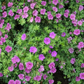 Organic Wild Geranium Bare Roots – 3 Cranesbill Geranium maculatum Plants | Native Woodland Perennial