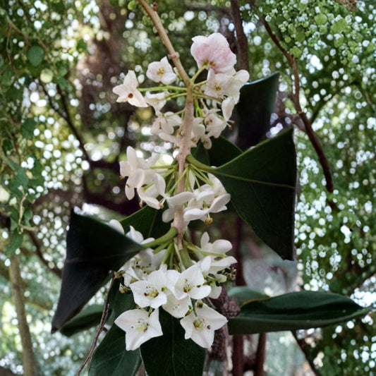 Fragrant Tea Olive – Osmanthus fragrans Live Starter Plant | Sweet Olive | Well-Rooted Bare Root Plant