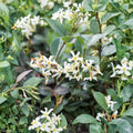 Asiatic Jasmine Minima Plant – Trachelospermum asiaticum Live in Quart Pot | Evergreen Groundcover | Low Growing Spreading Vine | Easy Care
