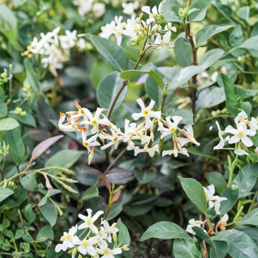 Asiatic Jasmine Minima Plant – Trachelospermum asiaticum Live in Quart Pot | Evergreen Groundcover | Low Growing Spreading Vine | Easy Care