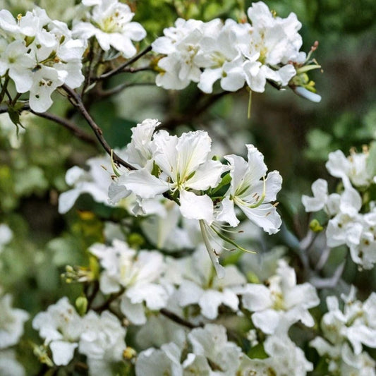 White Hong Kong Orchid Tree – Bauhinia × blakeana ‘Alba’ Live Plant | 12–18 Inches Tall | 4-Inch Pot | Tropical Flowering Tree