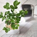 Climbing Jasmine Seeds – 100+ Pack Fragrant White Flower Vine | Indoor Outdoor Garden Plant | Easy Grow Starter for Beginners