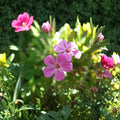 Herb Robert Seeds – Geranium robertianum | Woodland Shade Flower Seeds | Edible & Pollinator Friendly Cranesbill
