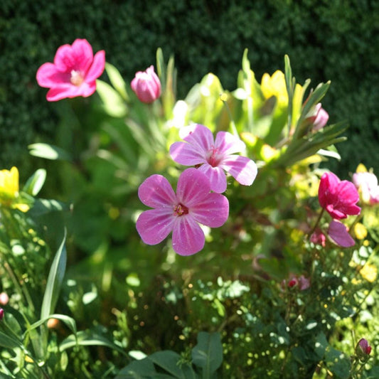 Herb Robert Seeds – Geranium robertianum | Woodland Shade Flower Seeds | Edible & Pollinator Friendly Cranesbill