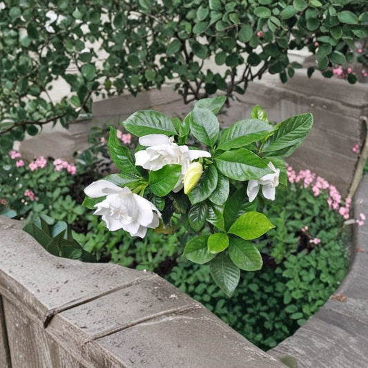 Gardenia Seeds – Gardenia jasminoides Cape Jasmine | 100 Seeds | Fragrant White Flowering Shrub | Ornamental Evergreen Plant