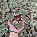 Strawberry Begonia – Saxifraga stolonifera Live Plants | 4 Starter Plants in 2 Inch Pots | Rare Trailing Houseplant | Indoor & Garden Friendly | Easy to Grow