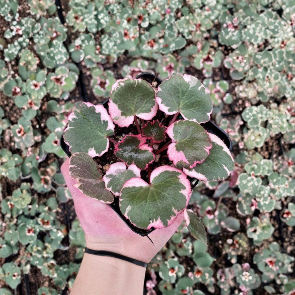 Strawberry Begonia – Saxifraga stolonifera Live Plants | 4 Starter Plants in 2 Inch Pots | Rare Trailing Houseplant | Indoor & Garden Friendly | Easy to Grow