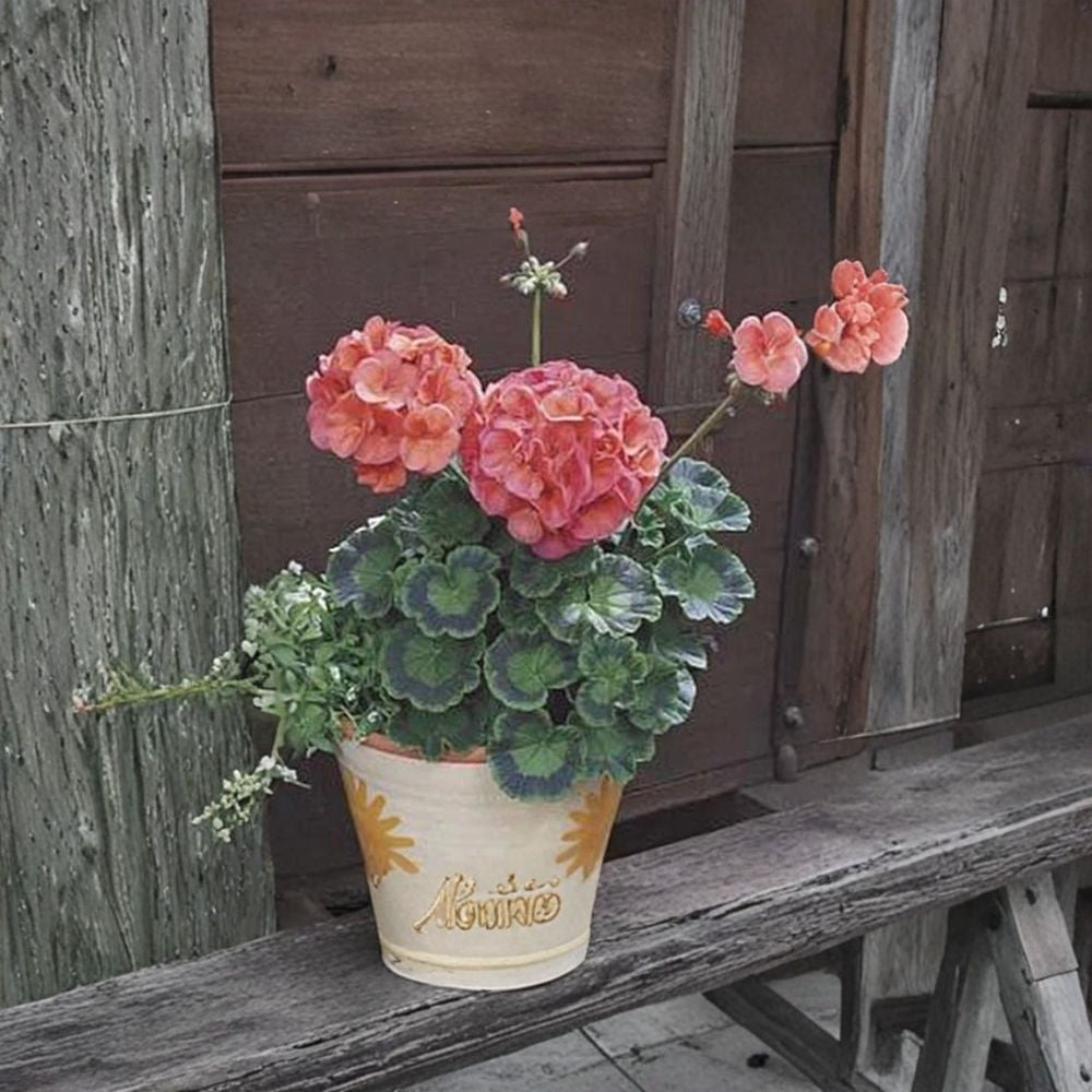 Maverick Series Coral Geranium Seeds – 10 Premium Flower Seeds | Bright Coral Orange Blooms | Patio & Container Friendly | Easy to Grow