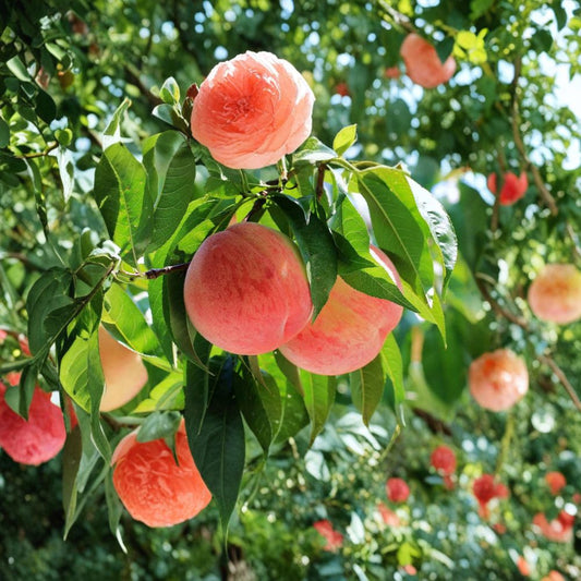 Hujing Honey Peach Tree – Prunus persica Live Plant | Yangshan Peach Variety | Sweet Juicy Fruit Tree Starter | Patio & Backyard Friendly | Premium Early Harvest