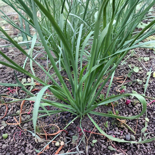Garlic Chives – 50 Live Bare Root Stalks | Organic Non-GMO Chinese Chives | Perennial Edible Herb | Easy to Grow