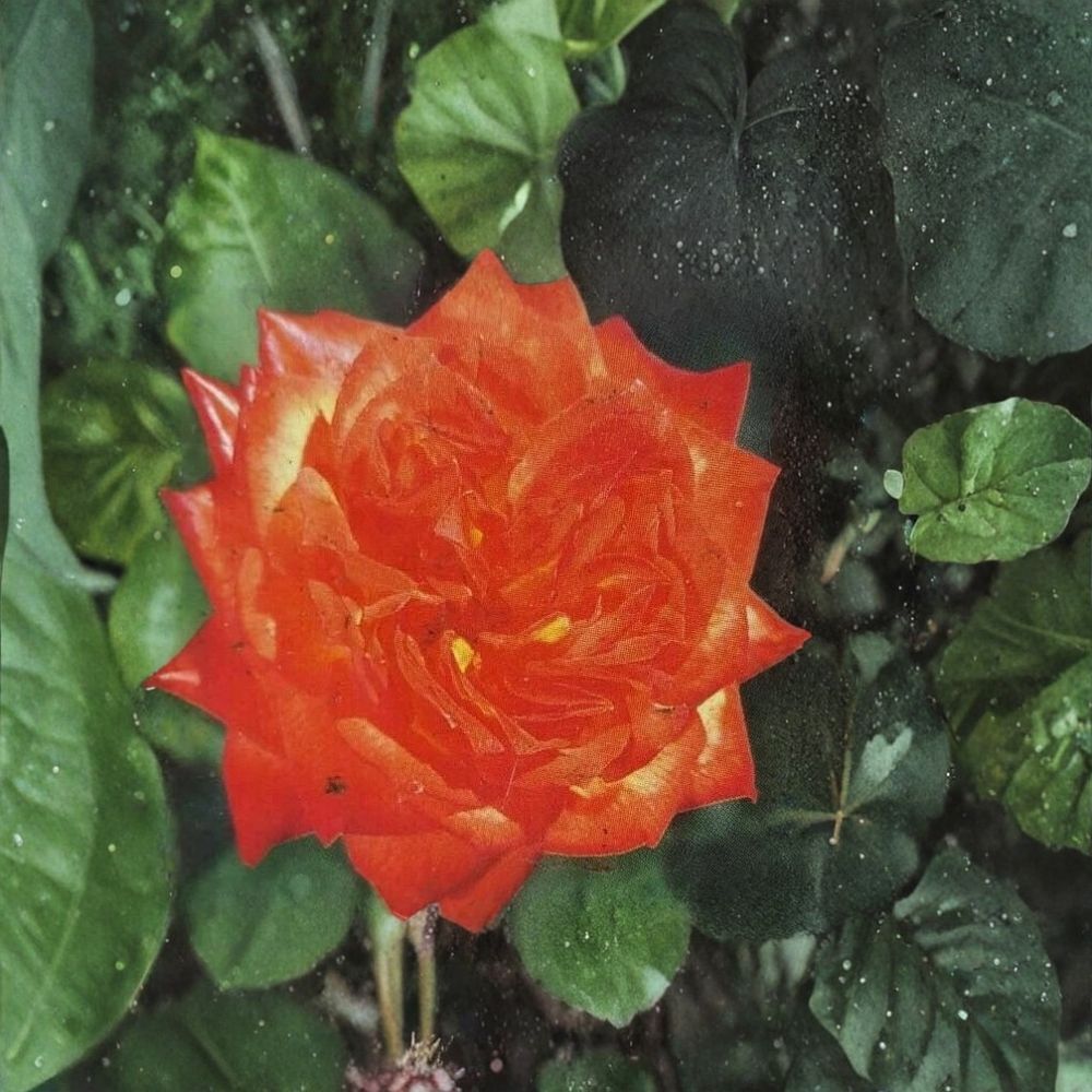 Charisma Floribunda Rose – Live Rose Bush Plant | 5 Gallon Size | Red Orange Yellow Blooms | Floribunda Garden Shrub | Fine Roses