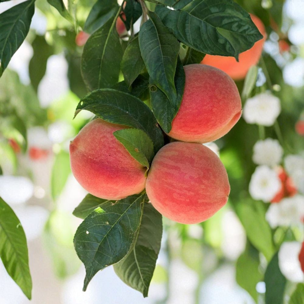 Babcock White Honey Peach Tree – Prunus persica Live Plant | 3 Ft Bare Root Peach | Sweet Low Acid Freestone Fruit | Self-Fertile