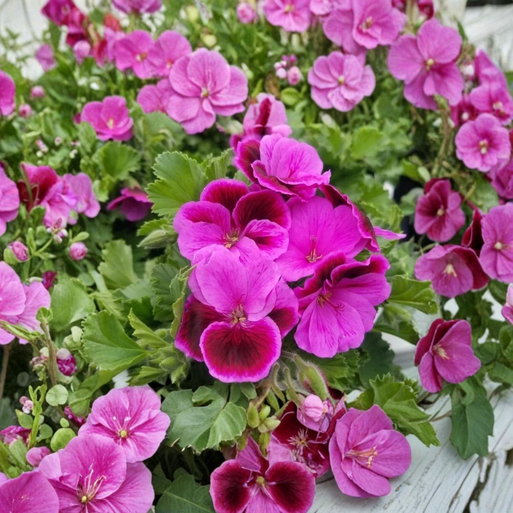 Martha Washington Geranium Cuttings – 6 Organic Rose Pink Pelargonium Cuttings | Flowering Plant Propagation | Patio & Indoor Friendly