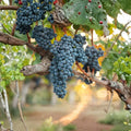 Valiant Grape Plant – Vitis spp. Live Vine | Cold Hardy Concord Flavor Grape | Early Ripening Fruit Vine | Potted Backyard Vineyard Plant