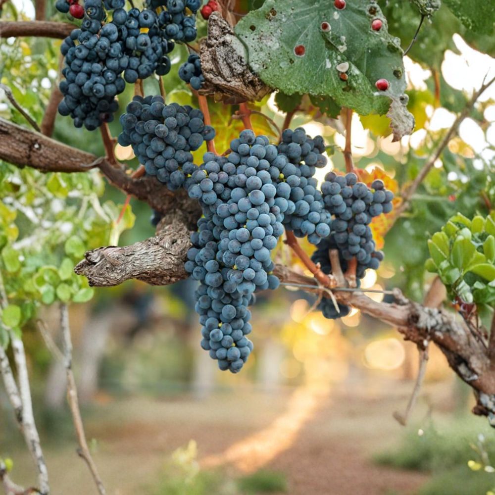 Valiant Grape Plant – Vitis spp. Live Vine | Cold Hardy Concord Flavor Grape | Early Ripening Fruit Vine | Potted Backyard Vineyard Plant