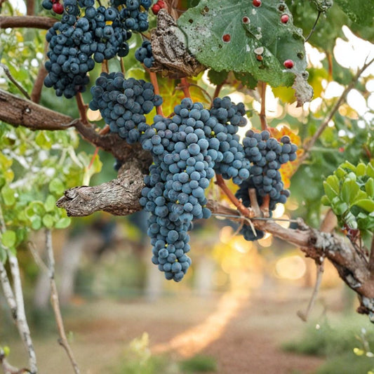 Valiant Grape Plant – Vitis spp. Live Vine | Cold Hardy Concord Flavor Grape | Early Ripening Fruit Vine | Potted Backyard Vineyard Plant