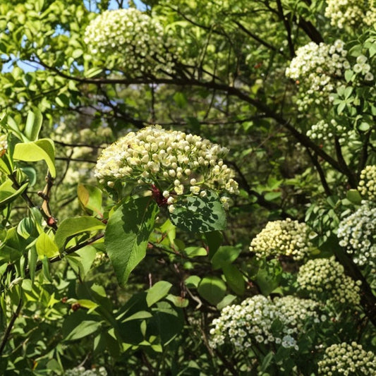 Black Haw Viburnum Live Plant | 6 Inch Tall | 4 Inch Pot | Native Deciduous Shrub | White Spring Flowers | Bird & Pollinator Plant | Zones 3–9