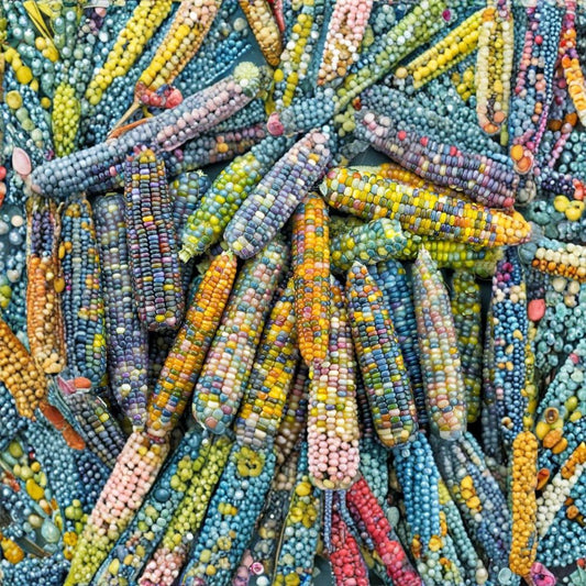 Glass Gem Corn Seeds – Organic Heirloom Non-GMO Corn | 100 Seeds | Rainbow Flint Corn | Decorative & Edible Variety
