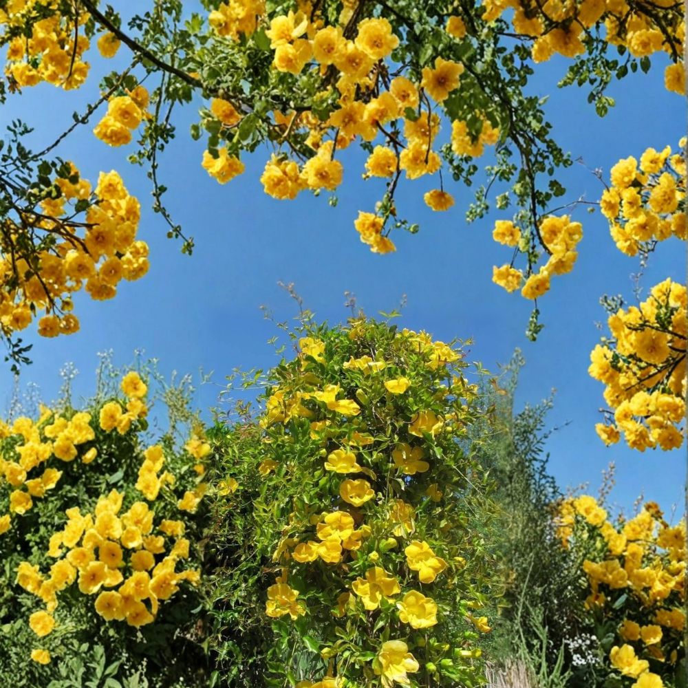 Yellow Jasmine Plant – Gelsemium sempervirens Live Starter | Carolina Jessamine Vine | Fragrant Yellow Flowers | Potted Starter Plant