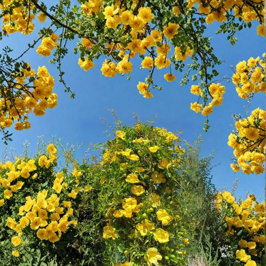 Yellow Jasmine Plant – Gelsemium sempervirens Live Starter | Carolina Jessamine Vine | Fragrant Yellow Flowers | Potted Starter Plant