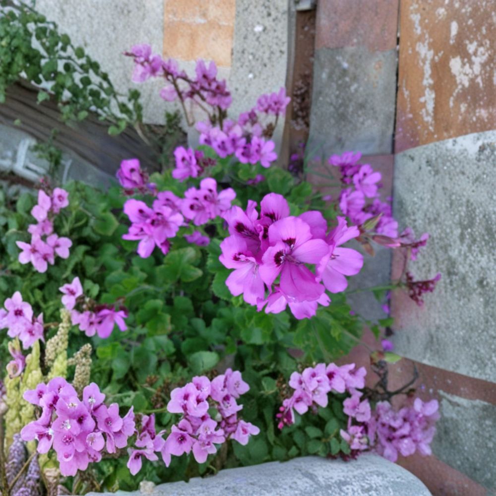 Purple Regal Geranium Cuttings – Pelargonium x domesticum Live Plant Cuttings | 3 Unrooted 6 Inch Cuttings | Orchid-Like Purple Blooms | Patio & Container Friendly | Easy to Grow